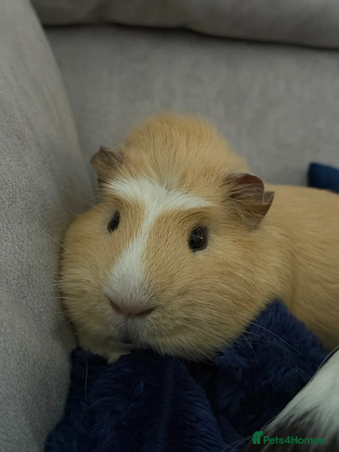 Guinea Pig rodents for sale: 2 male guinea pigs for sale  in Sheffield - Advert 2