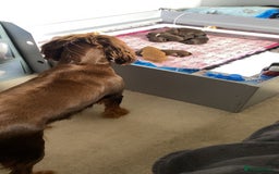 Cocker Spaniel dogs for sale: Beautiful litter - working cocker spaniels ❤️ - Image 14