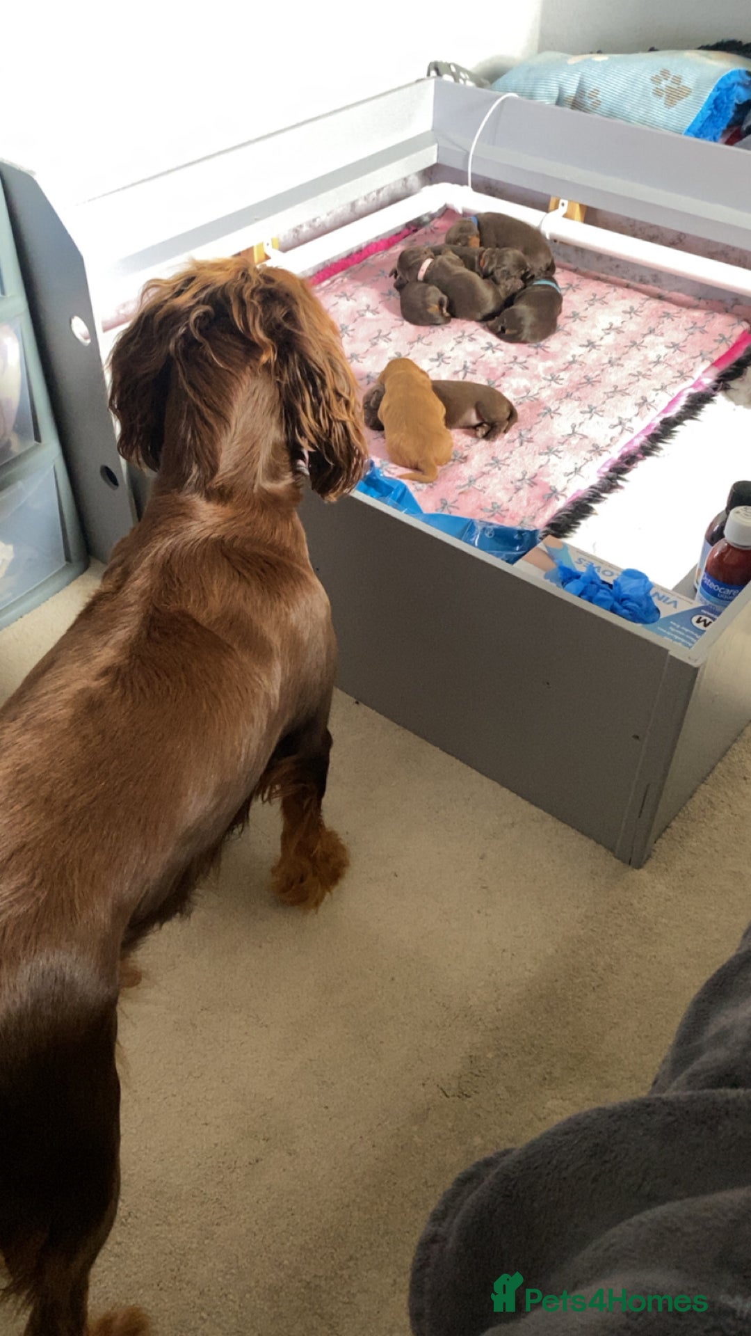 Cocker Spaniel dogs for sale: Beautiful litter - working cocker spaniels ❤️ - Image 14