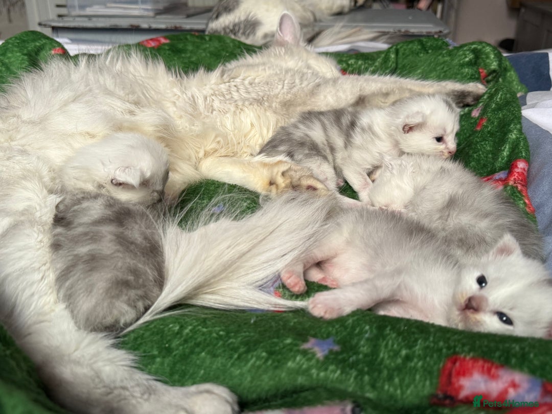 Maine Coon cats for sale: TICA Reg Blue Silver Shaded MaineCoon Kittens  - Advert 2