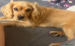 Cocker Spaniel dogs for sale: Selling the puppy name Max - Image 2