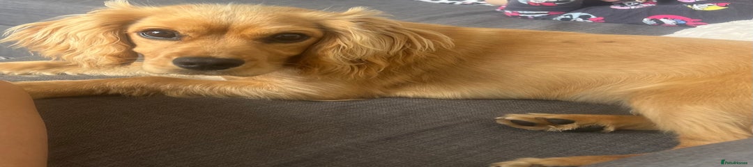 Cocker Spaniel Puppy 1