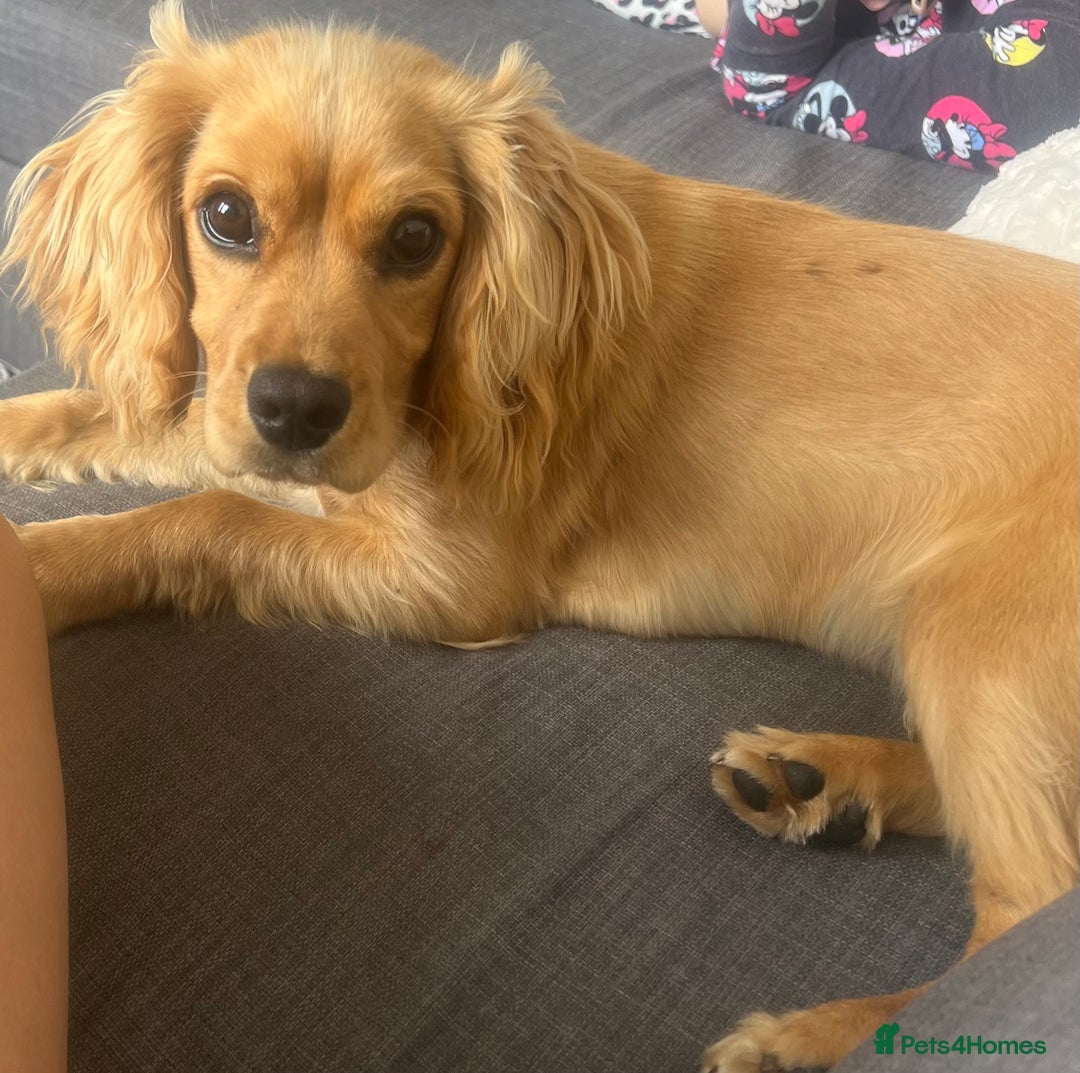 Cocker Spaniel dogs for sale: Selling the puppy name Max - Image 2