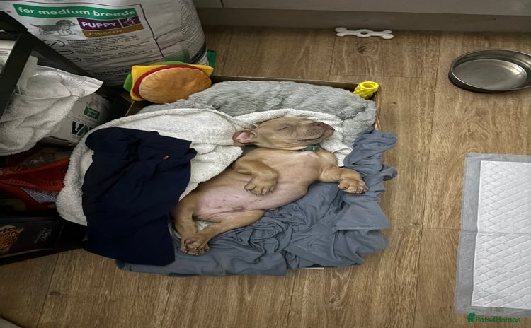 American Bully dogs - Advert 1