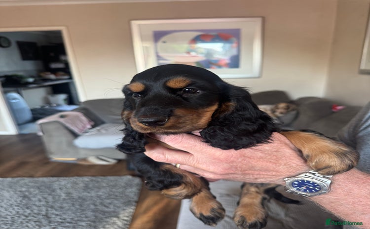 Cocker Spaniel dogs - Advert 2