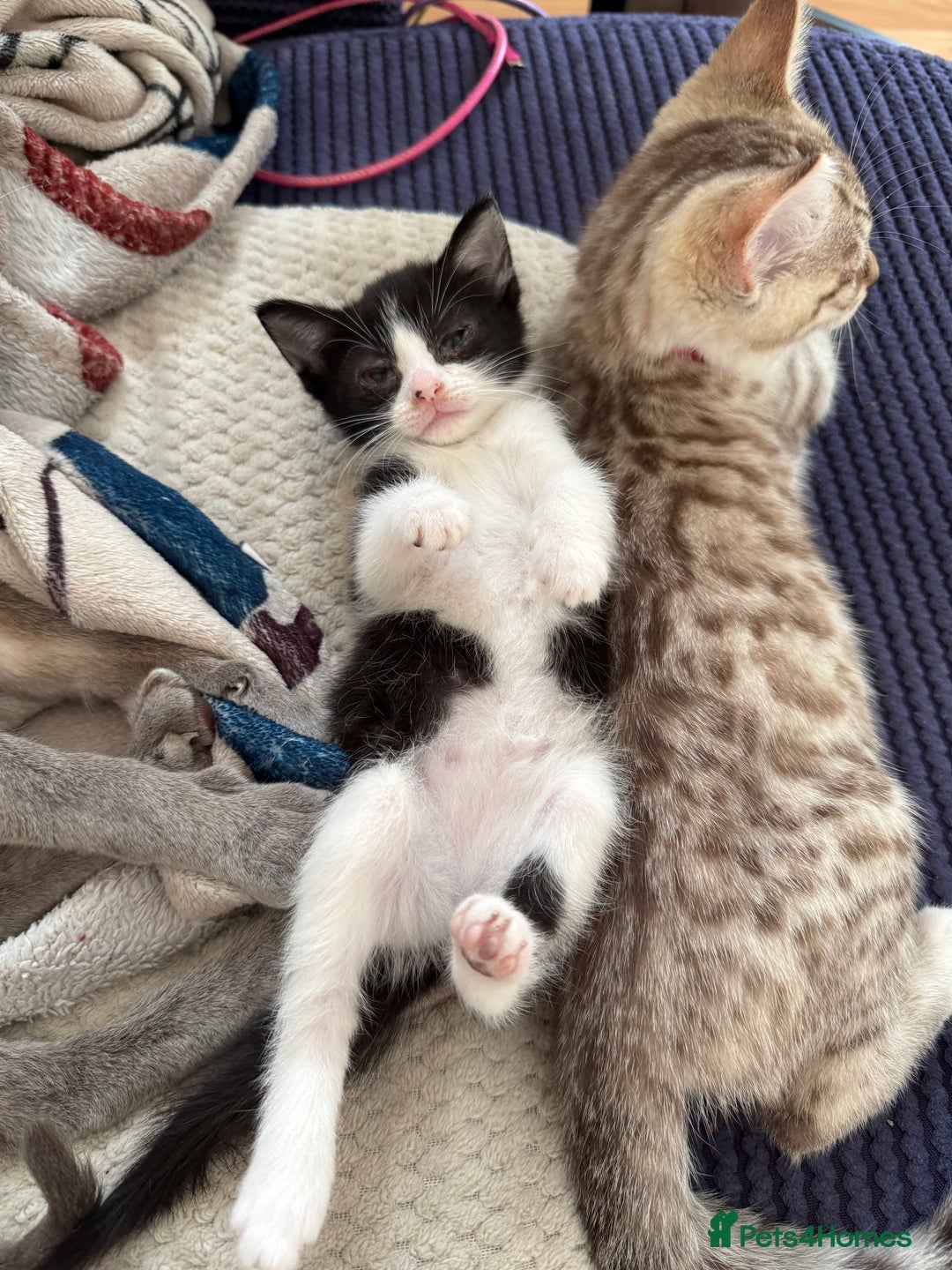 Norwegian Forest Cat cats for sale: Diamond 💎  - Image 4