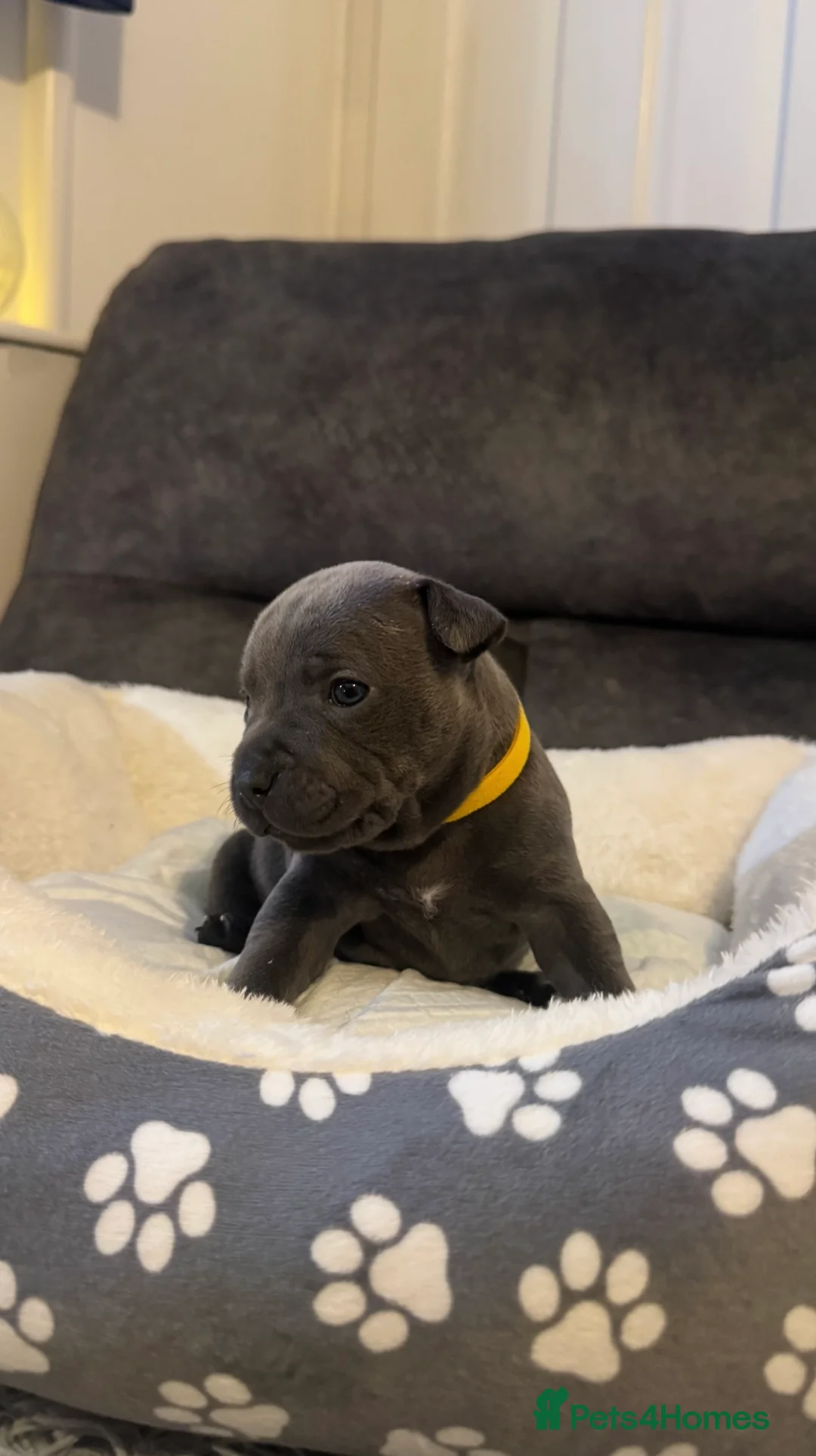Staffordshire Bull Terrier dogs for sale: Staff puppies  - Advert 3