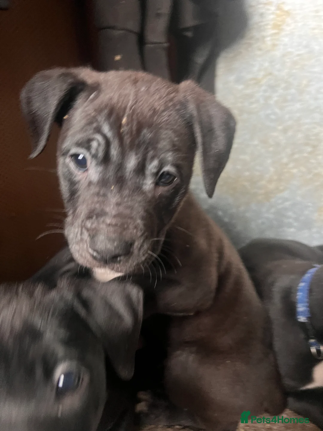 Mixed Breed dogs for sale: 8 Beautiful Mastiff x Staff x Black Mouth Cur Pups - Advert 36