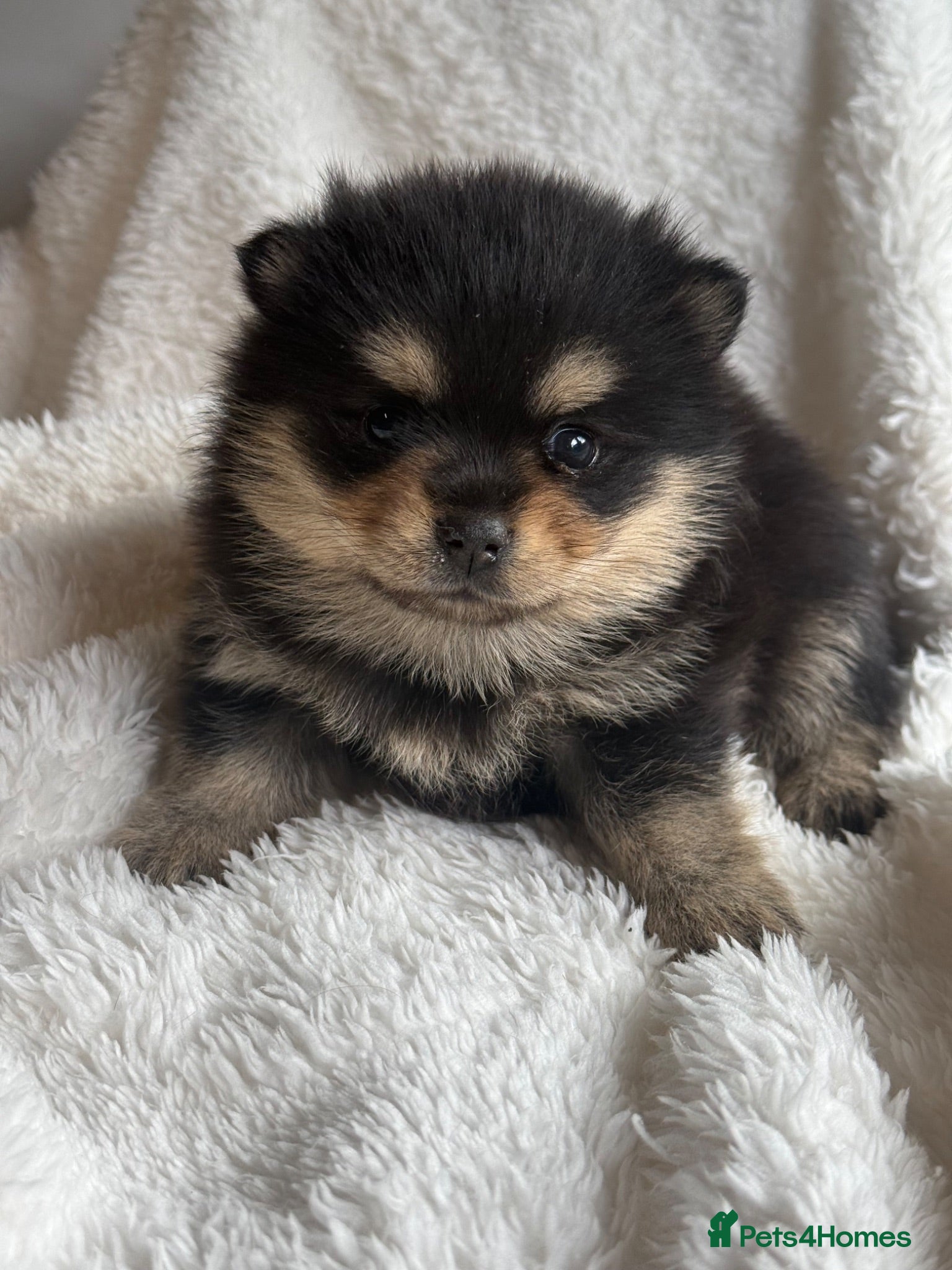 Pomsky dogs Stunning F1B Pomsky Girls - Advert 1