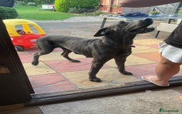 Great Dane dogs for sale: Great Dane Pup - Image 4
