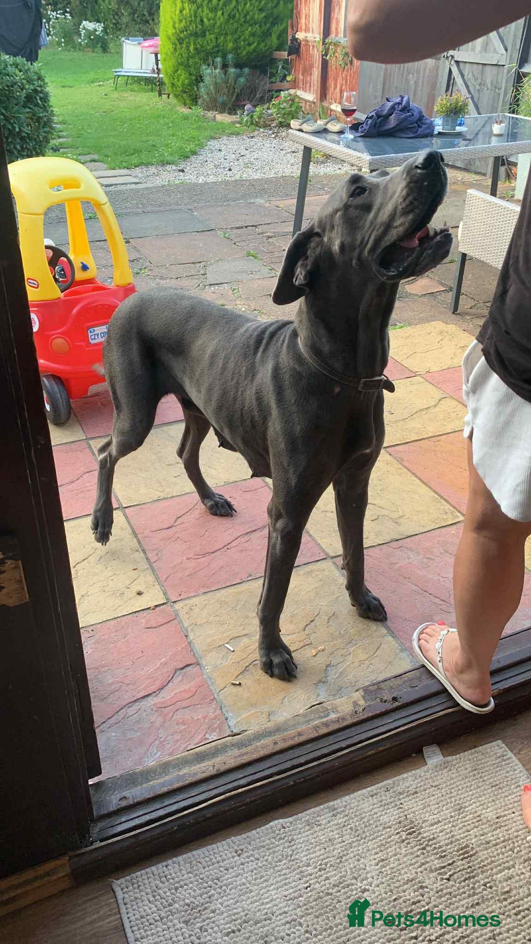 Great Dane dogs for sale: Great Dane Pup - Image 4