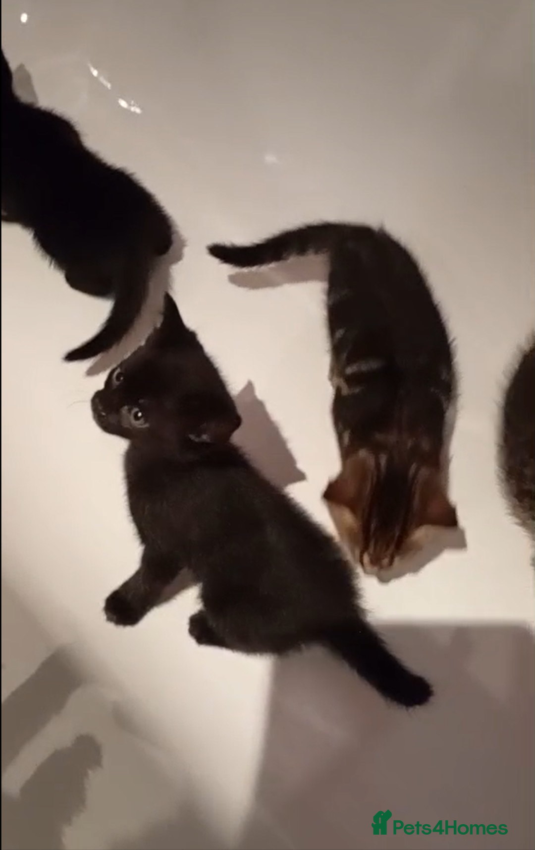 Mixed Breed cats for sale: Mixed Kittens - Image 4