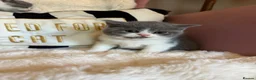 British Shorthair cats for sale: Summer sale🏆Champion British Shorthair kittens😻 - Advert 7