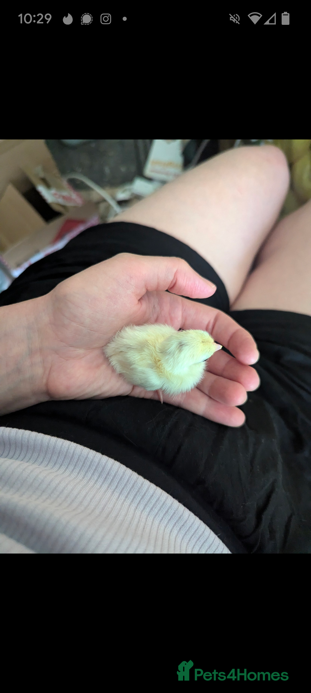 Chickens poultry for sale: Tiny Serama chicks (world's smallest chicken) - Image 3