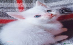 Mixed Breed cats for sale: 4 Gorgeous Pure White Kittens Available 7th Nov - Image 16