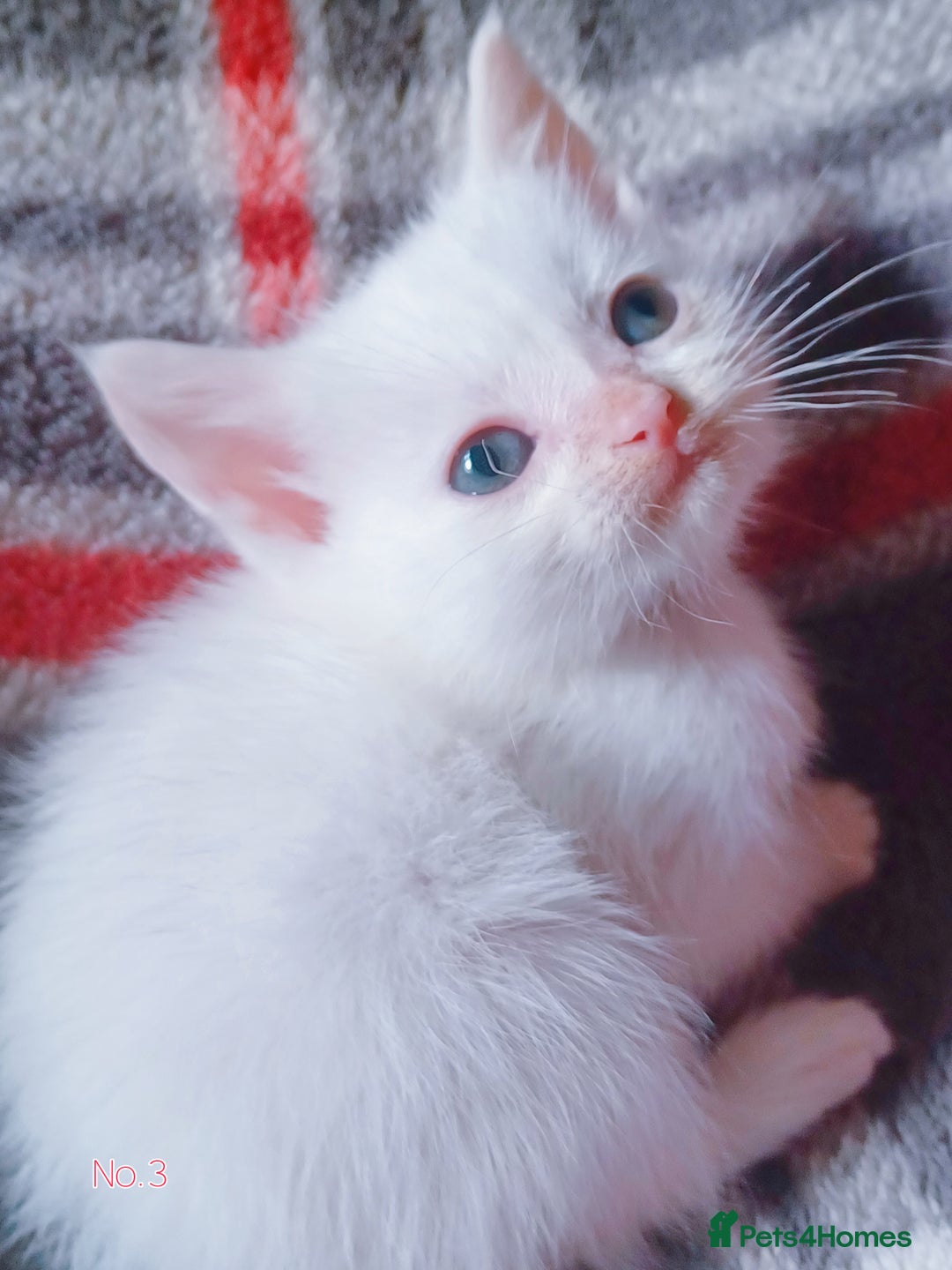 Mixed Breed cats for sale: 4 Gorgeous Pure White Kittens Available 7th Nov - Image 16