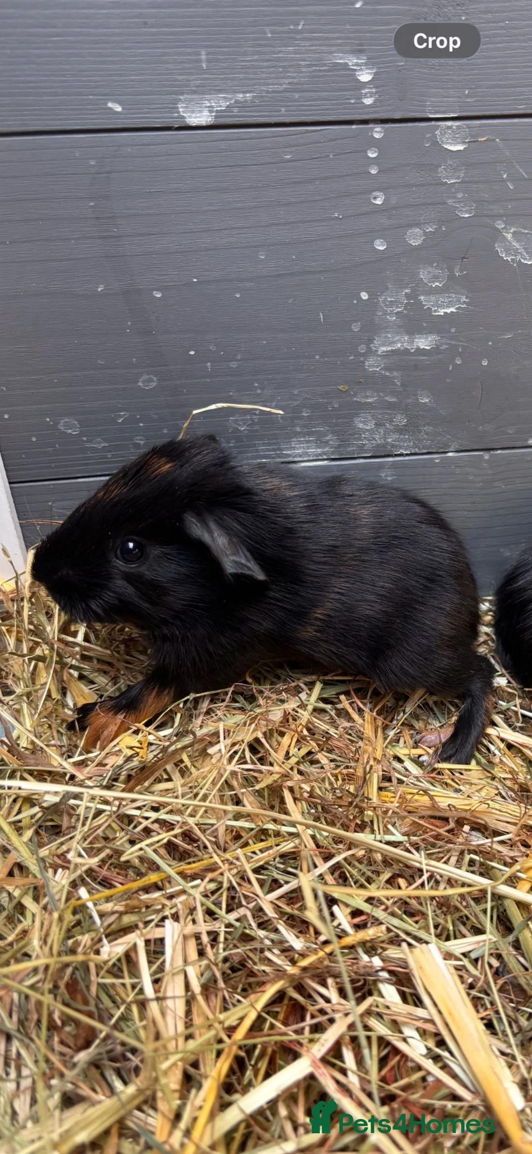 Guinea Pig rodents for sale: 2 male guinea pig babies! - Advert 2