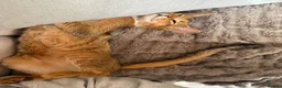 Abyssinian cats for sale: Beautiful & Playful Aby x Savannah Female in London - Advert 7