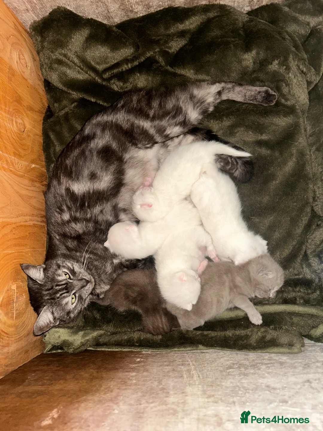 British Shorthair cats for sale: British short hair x Norwegian forest kittens - Advert 2