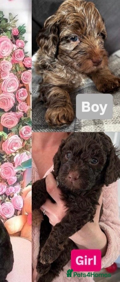 Cockapoo dogs Beautiful merle Cockapoo puppies  - Advert 4