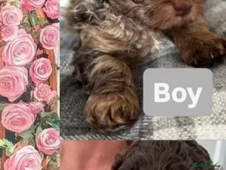 Cockapoo dogs Beautiful merle Cockapoo puppies - Advert 4