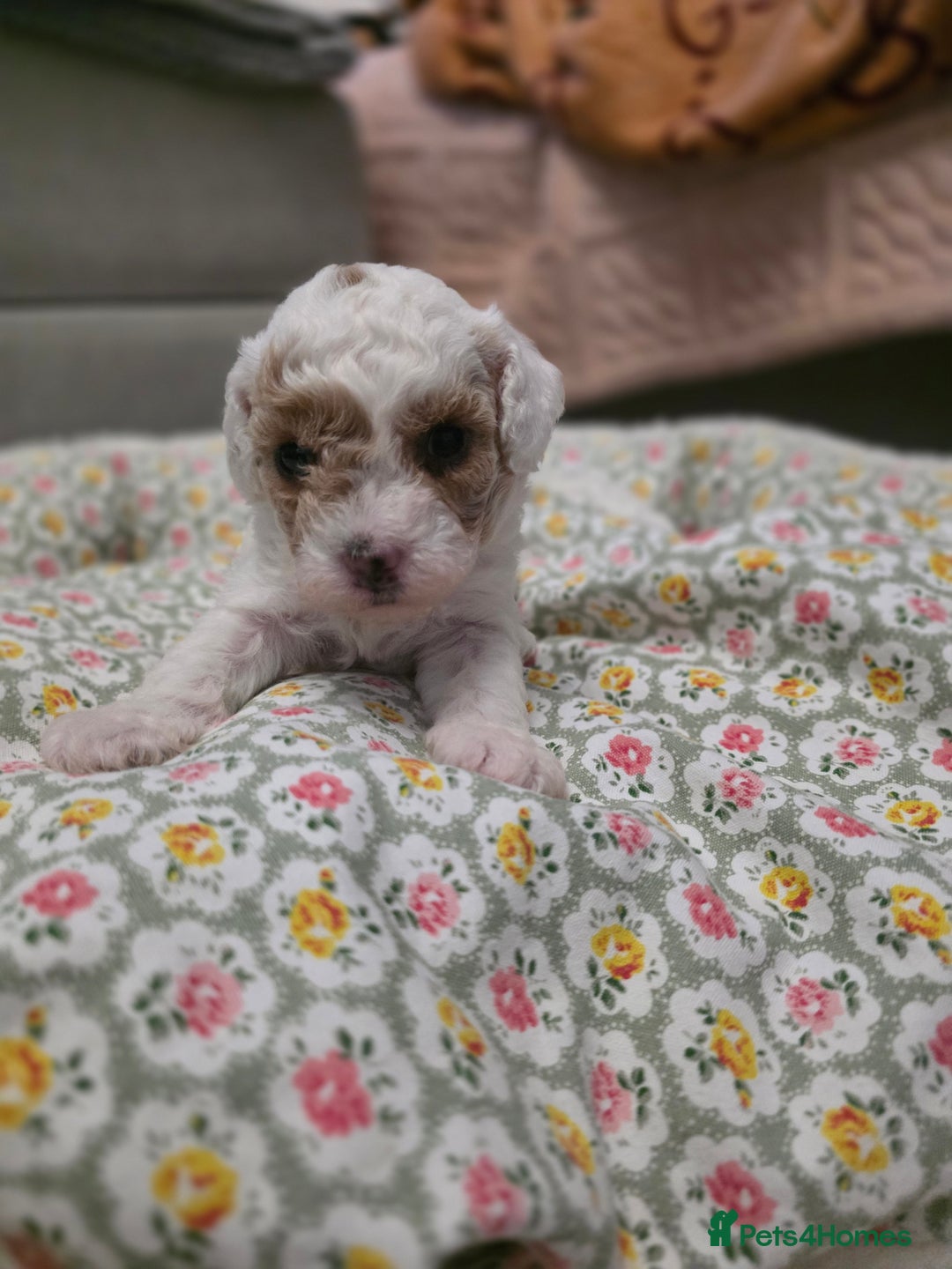 Toy Poodle dogs for sale: Toy poodle puppies  - Advert 3