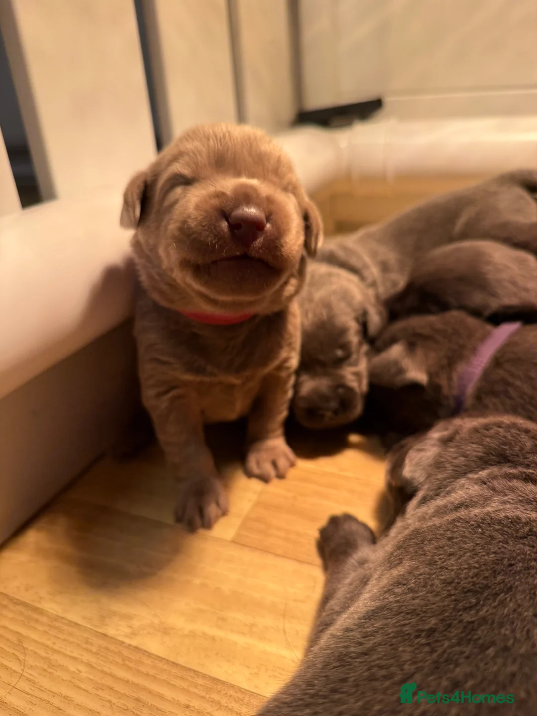 Labrador Retriever dogs for sale: KC Charcoal & Silver Labradors – Health Tested - Advert 2