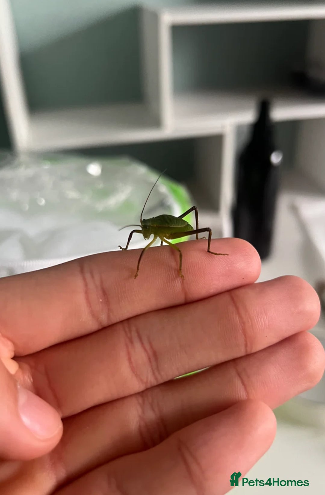 Stick Insects invertebrates for sale: Giant hooded katydid - subadult  - Image 2