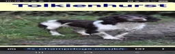 English Springer Spaniel dogs for stud: ENGLISH SPRINGER STUD - DNA HEALTH TESTED  - Advert 2