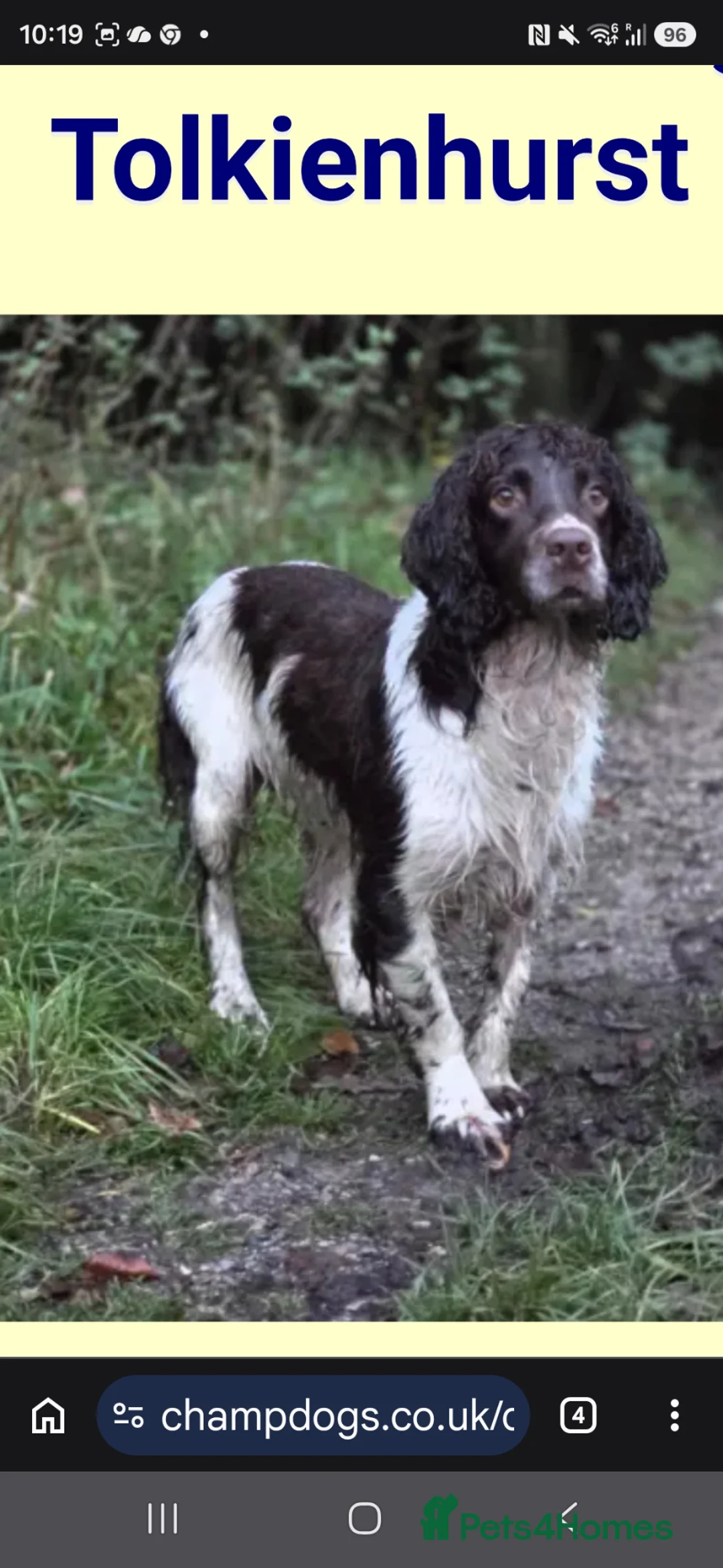 English Springer Spaniel dogs for stud: ENGLISH SPRINGER STUD - DNA HEALTH TESTED  - Advert 2