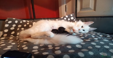 Maine Coon cats - Advert 16