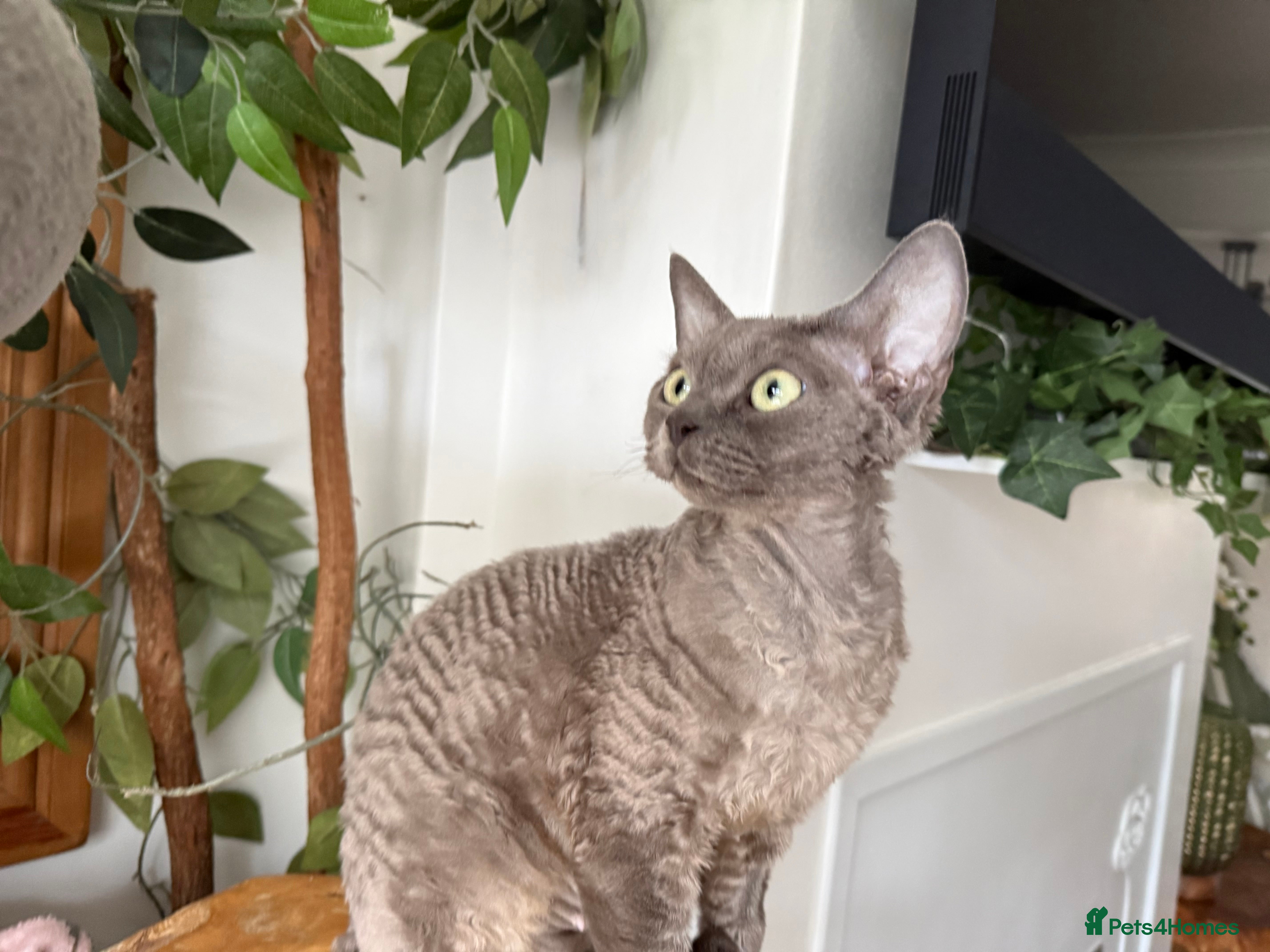 Devon Rex cats STUNNING SHOW GIRL - Advert 17