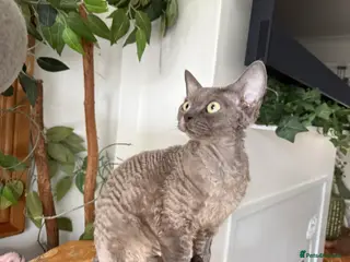 Devon Rex cats STUNNING SHOW GIRL - Advert 17