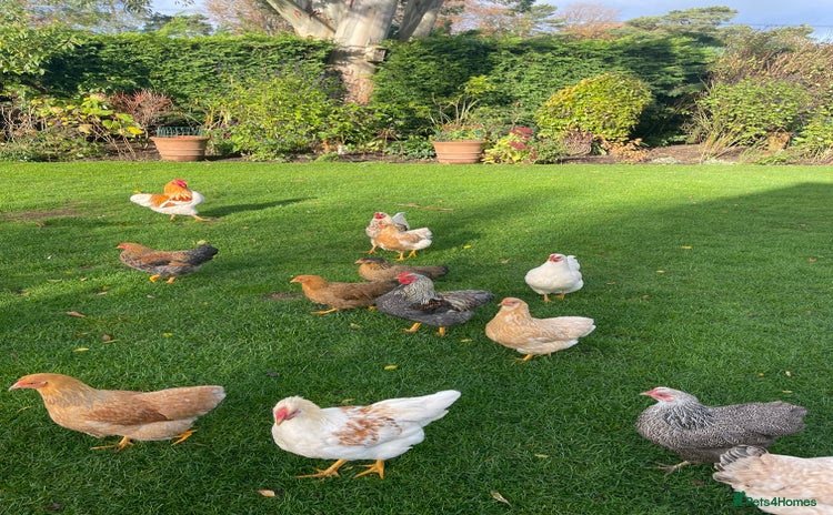 Chickens poultry - Advert 2