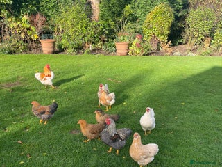 Chickens poultry - Advert 4