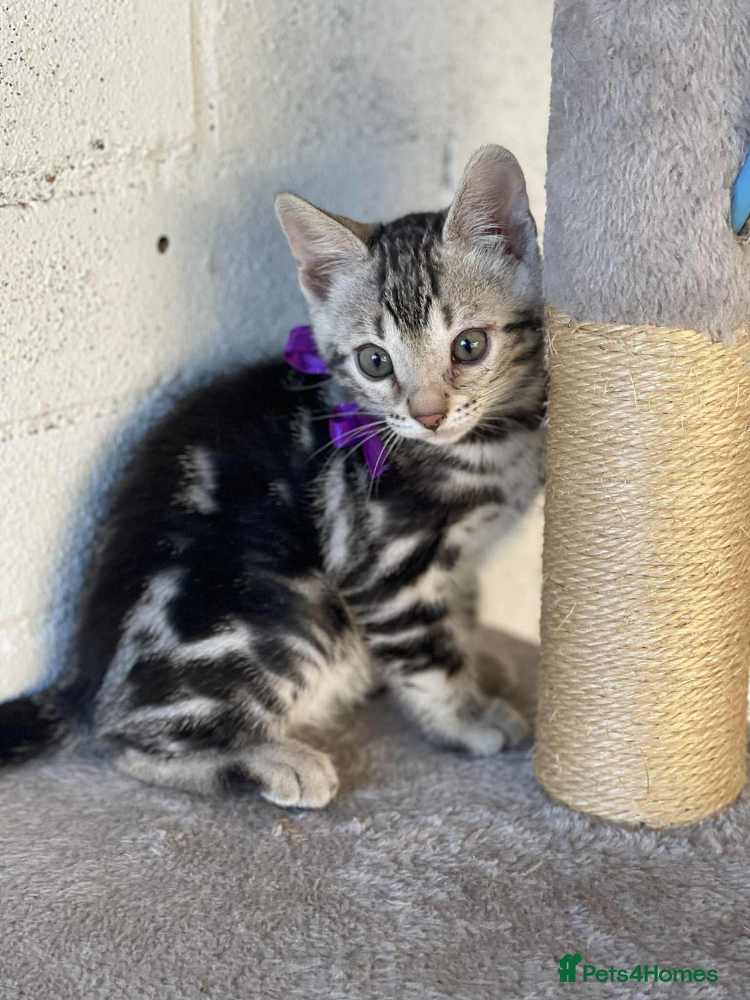 Bengal cats for sale: 🐾 Pedigree tica registered Bengal Kittens - Image 34