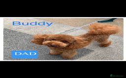 Maltipoo dogs for sale: 🐶 3 Gorgeous Toy Maltipoo F1b Puppies for sale🐶  - Image 24