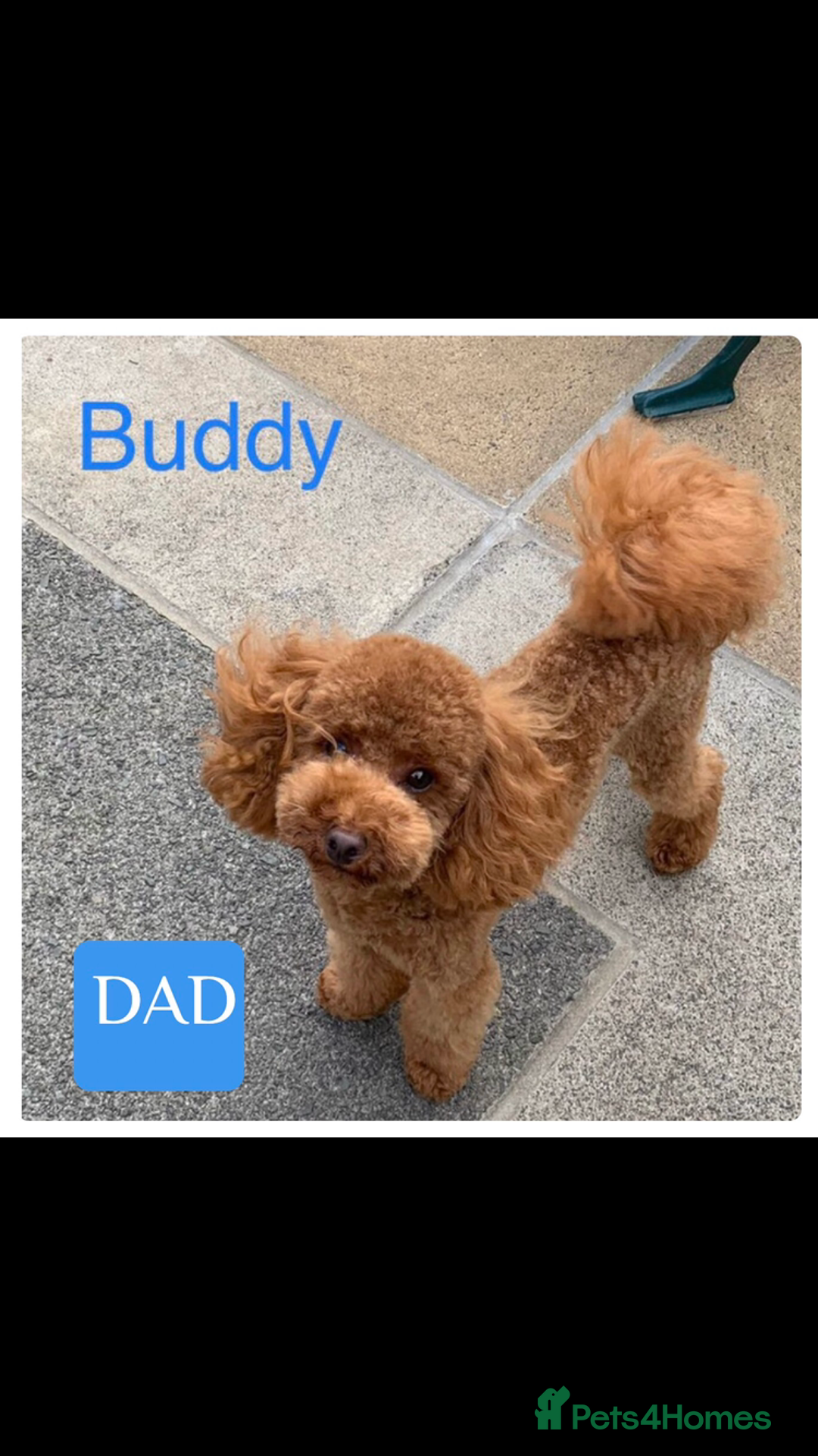 Maltipoo dogs for sale: 🐶 3 Gorgeous Toy Maltipoo F1b Puppies for sale🐶  - Image 24