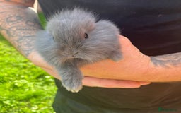 Mini Lop rabbits for sale: A Mix of Mini lop and Mini Lion Lop - Image 9
