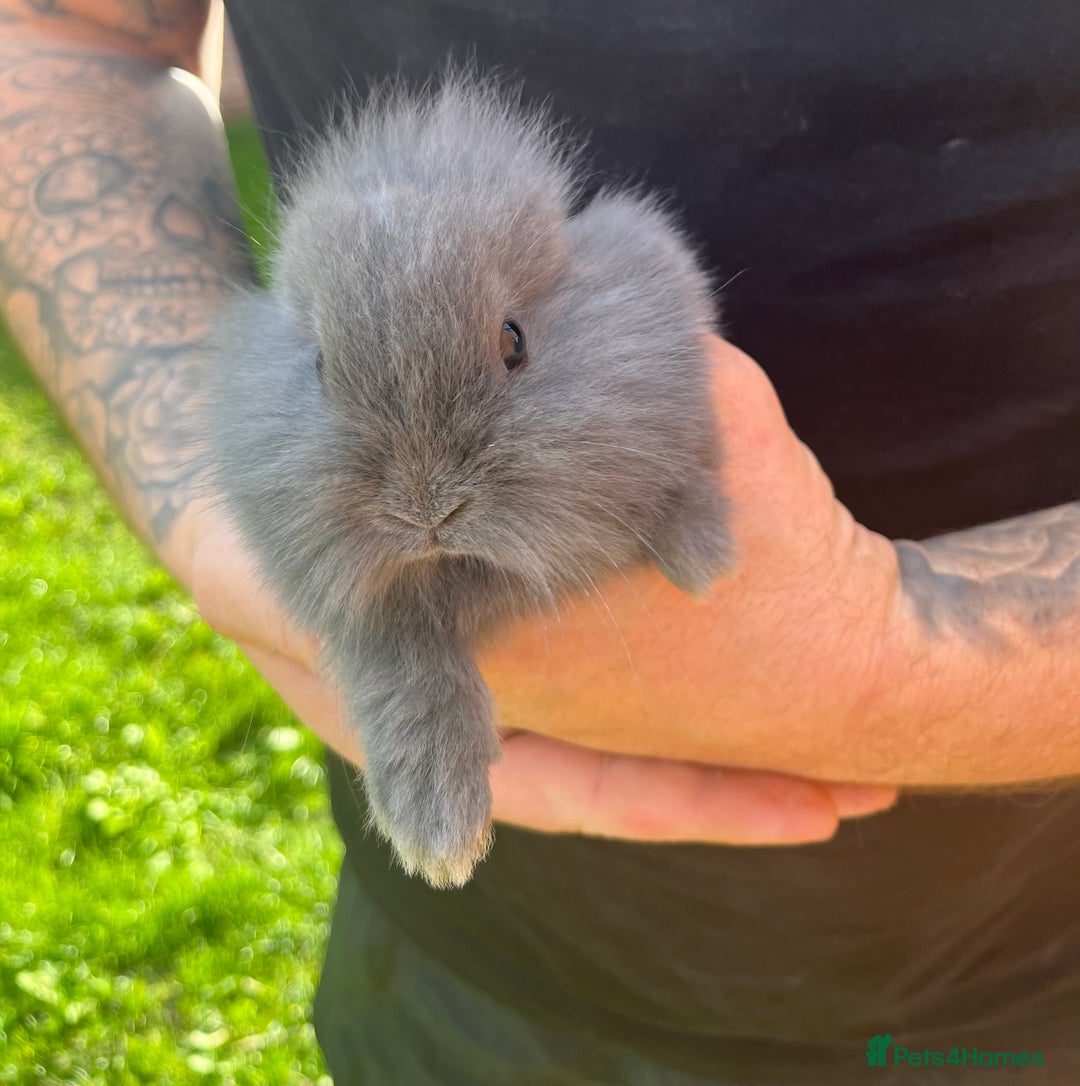 Mini Lop rabbits for sale: A Mix of Mini lop and Mini Lion Lop - Image 9
