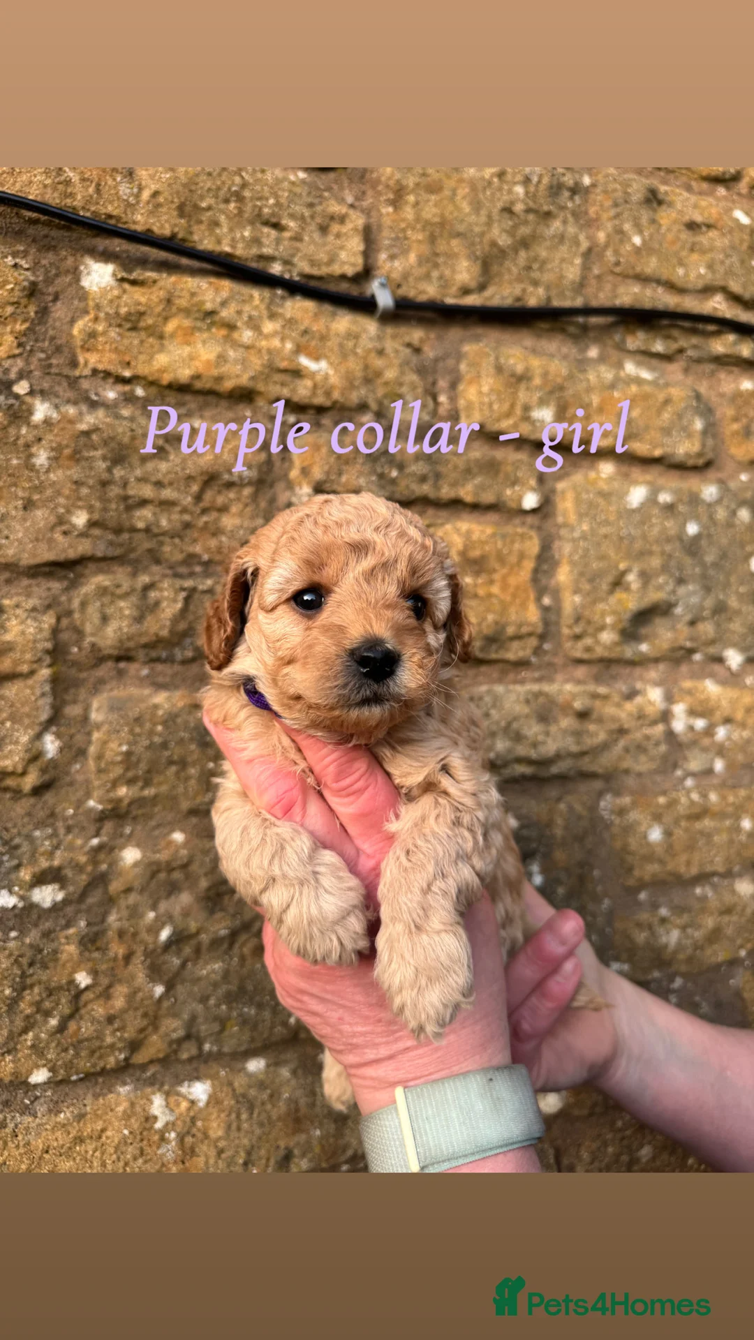 Miniature Poodle dogs for sale: Miniature poodle puppies! - Advert 2