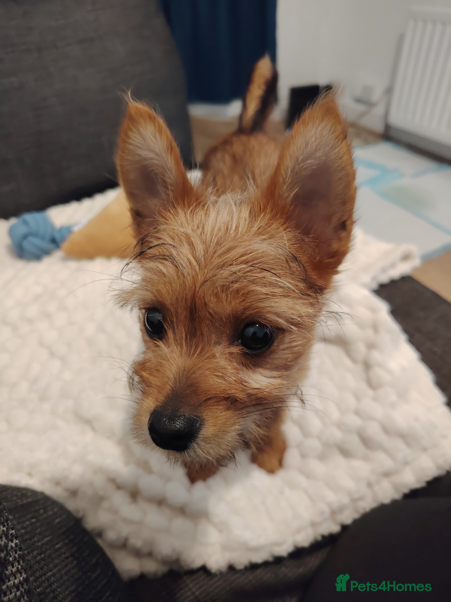Mixed Breed dogs for sale: Terrier mix with Pomeranian puppy - Advert 5
