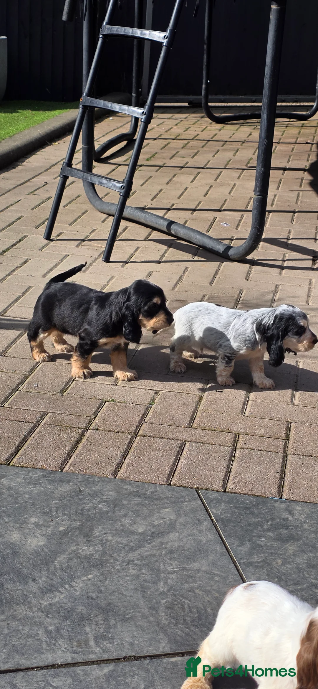 Cocker Spaniel dogs for sale: Show cocker spaniel puppies  - Advert 15