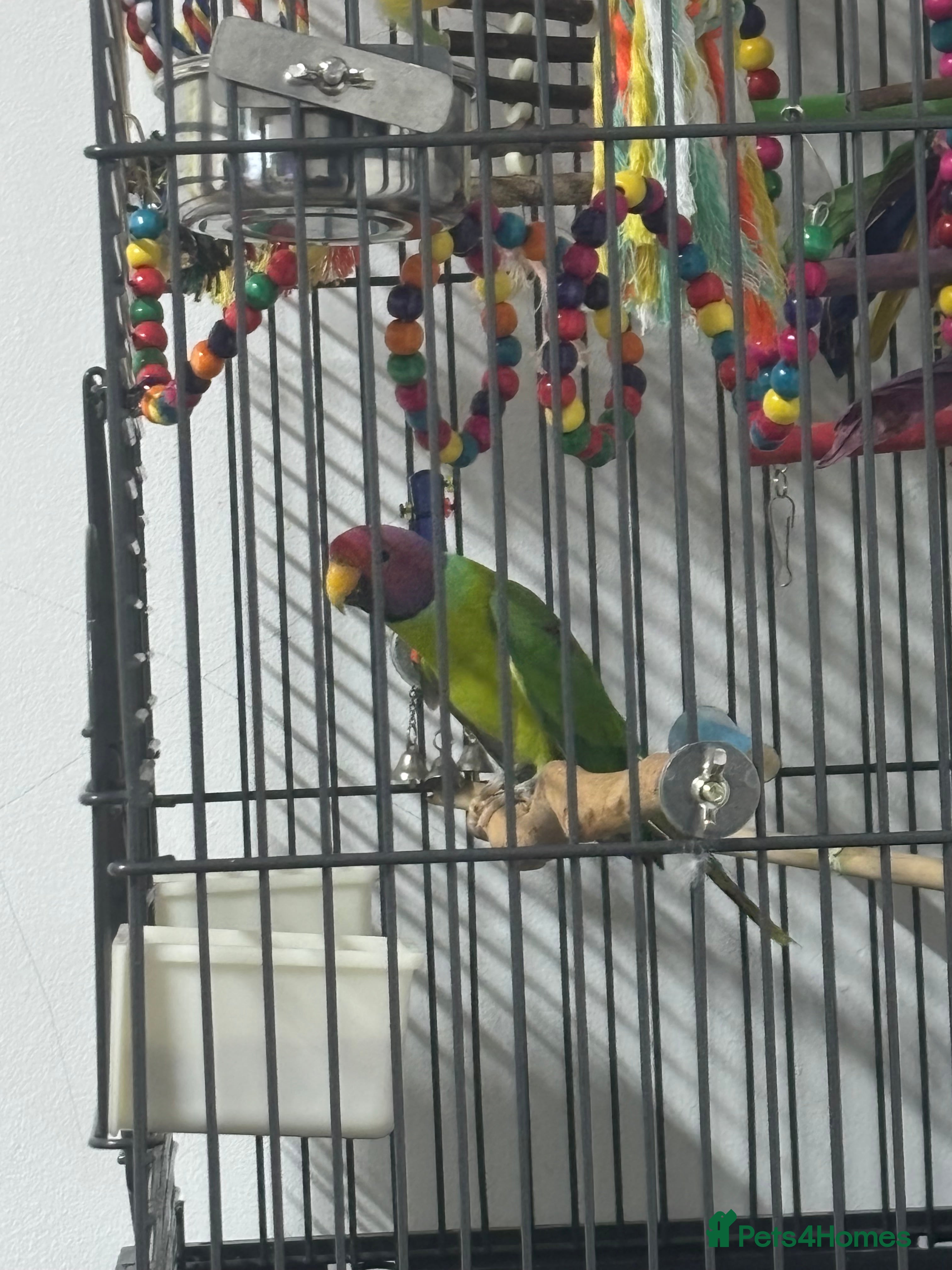 Parakeets birds Plum headed parakeet  - Advert 1