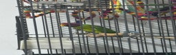 Parakeets birds for sale: Plum headed parakeet  - Advert 1