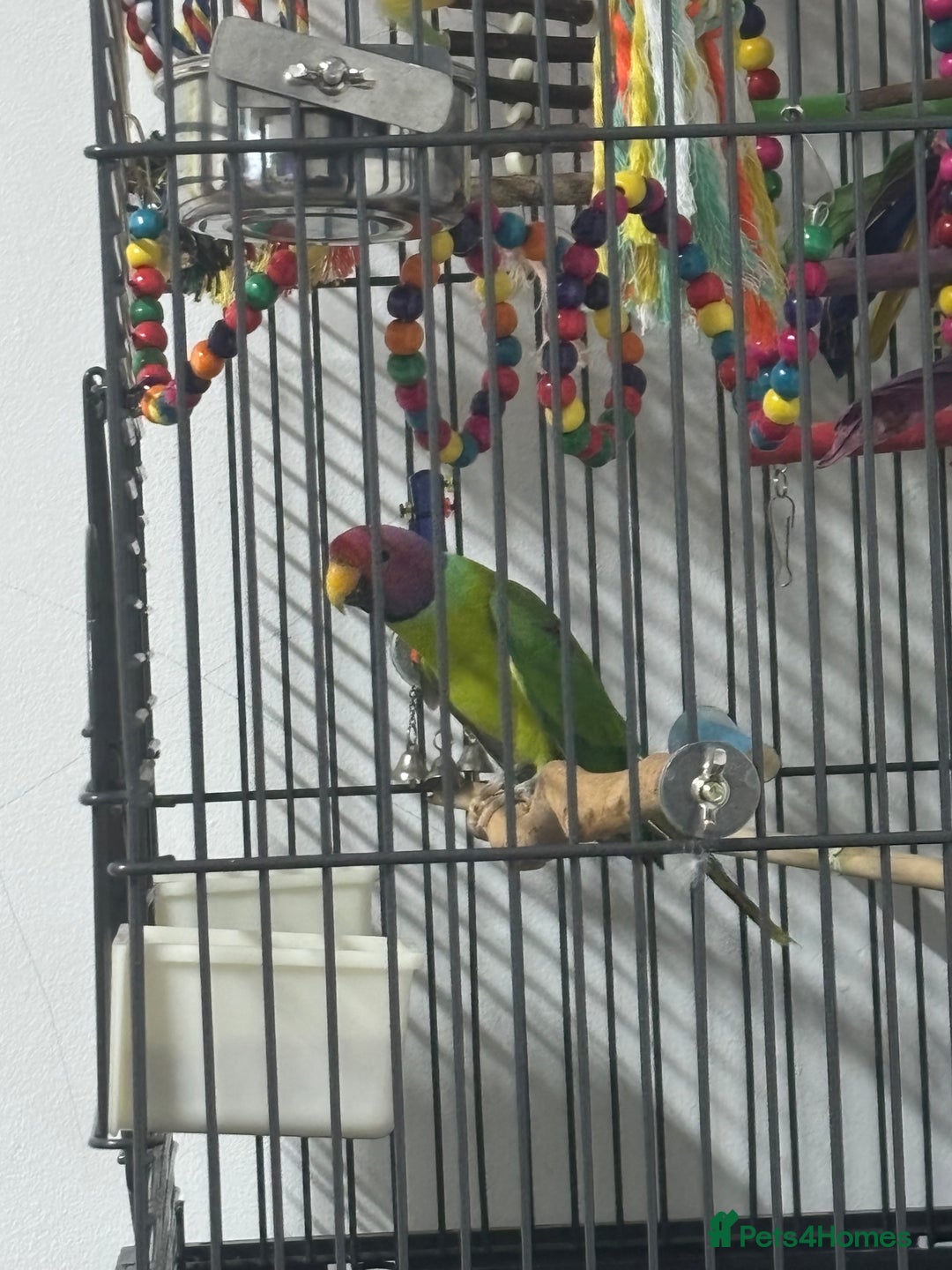 Parakeets birds for sale: Plum headed parakeet  - Advert 1