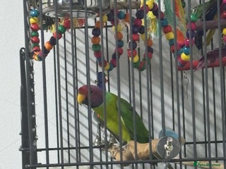 Parakeets birds Plum headed parakeet - Advert 1