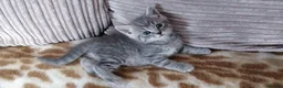 Russian Blue cats for sale: BEAUTIFUL RUSSIAN BLUE KITTENS 8 WEEKS OLD - Advert 3