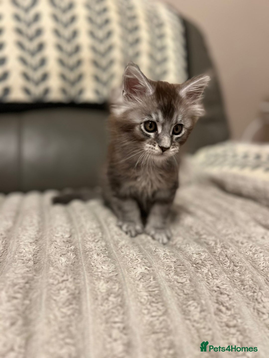 Maine Coon cats for sale: 1 beautiful Male kitten left - Image 7