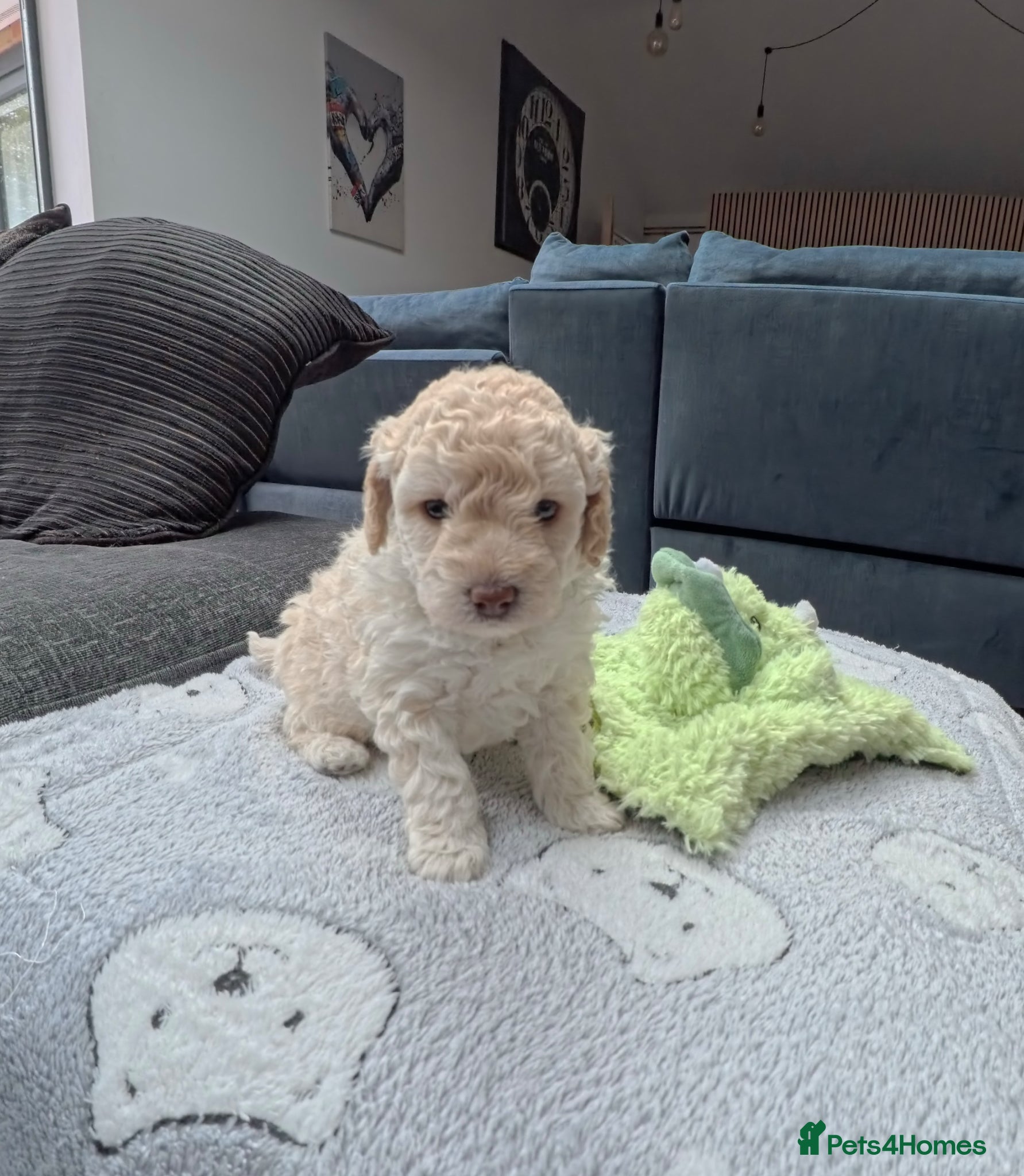 Cavapoo dogs Cavapoo Puppies – 3 Girls & 1 Boy for Loving Homes - Advert 1